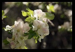 Apple Blossoms