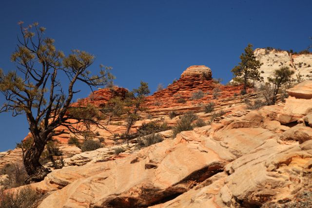 Zion NP -- Red Canyon